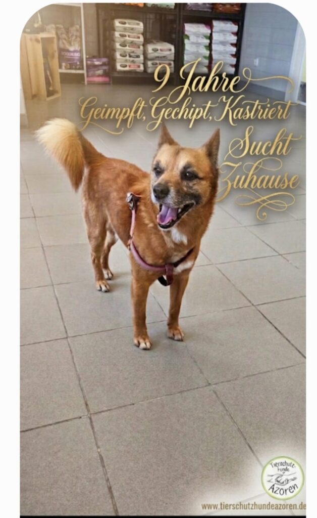 Hunde auf den Azoren whatsapp image 2026 06 25 at 07.34.36