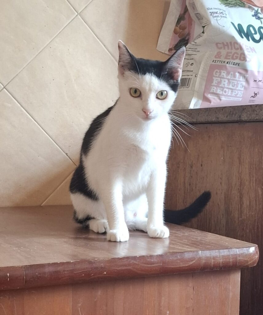 Katzen whatsapp image 2026 07 01 at 15.46.41 (1)