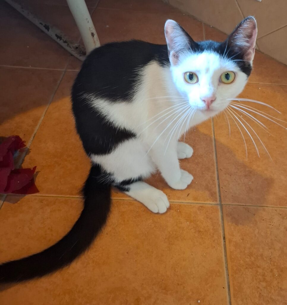 Katzen whatsapp image 2026 07 01 at 15.46.41