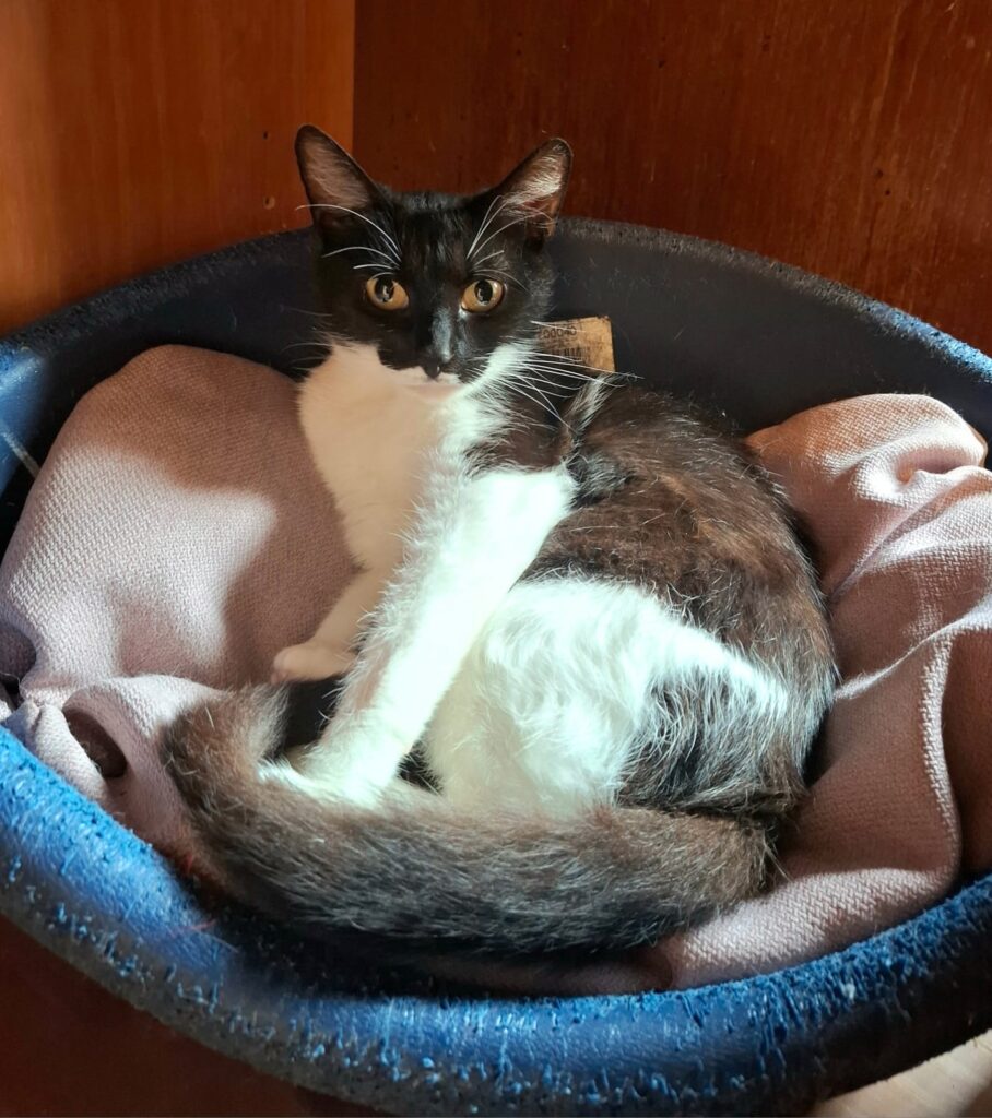 Katzen whatsapp image 2026 07 01 at 15.50.17 (1)