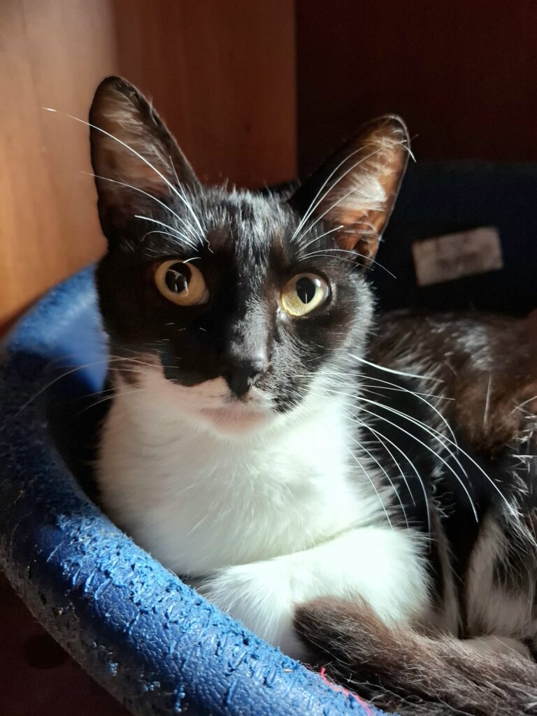 Katzen whatsapp image 2026 07 01 at 15.50.17