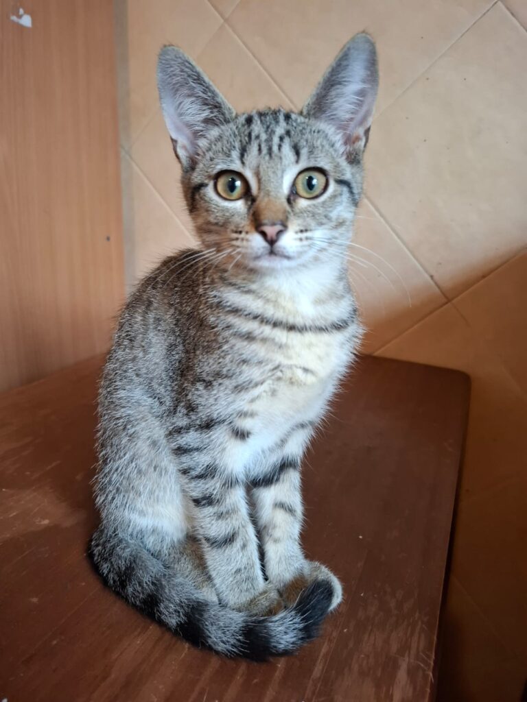 Katzen whatsapp image 2026 07 01 at 15.51.53