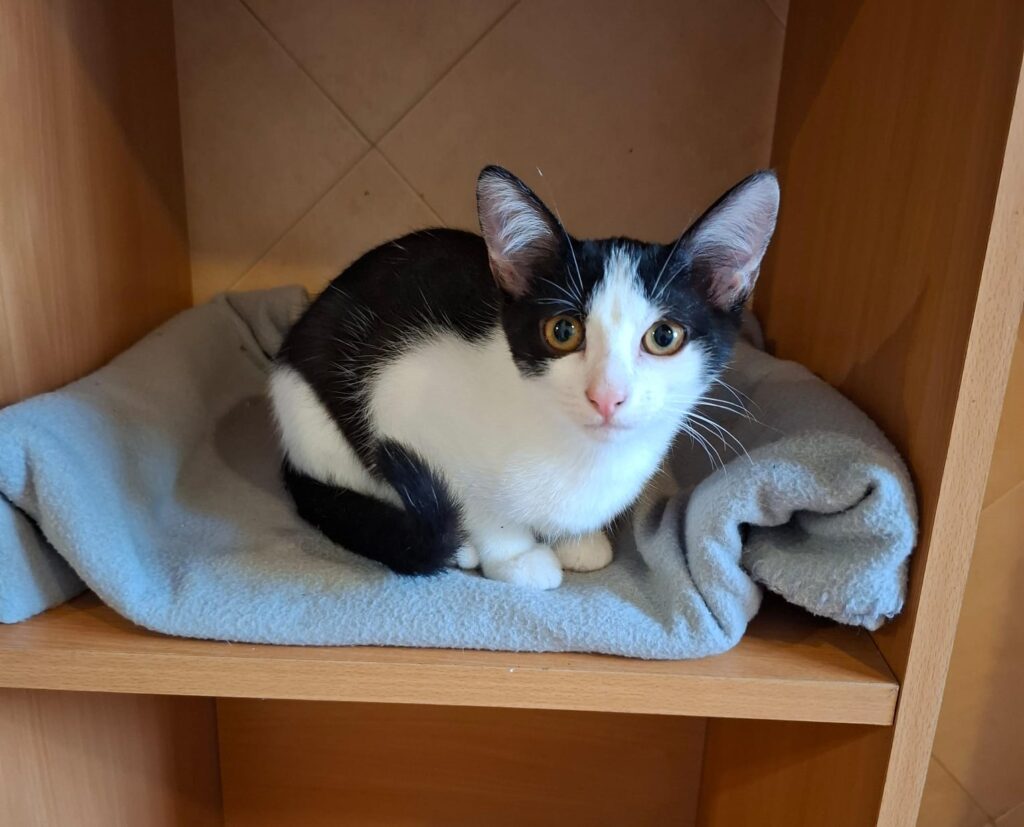 Katzen whatsapp image 2026 07 01 at 15.52.33