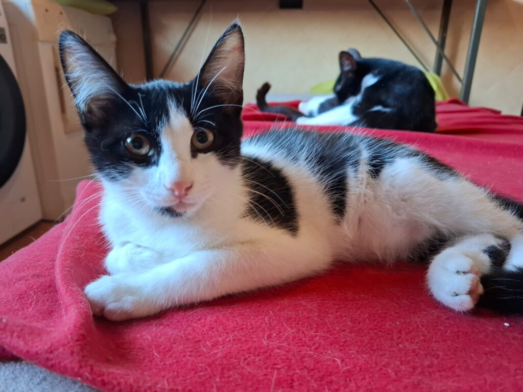 Katzen whatsapp image 2026 07 01 at 20.41.18