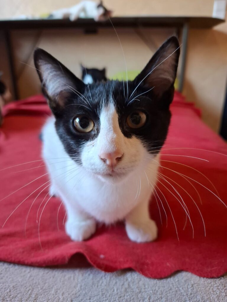 Katzen whatsapp image 2026 07 01 at 20.42.17