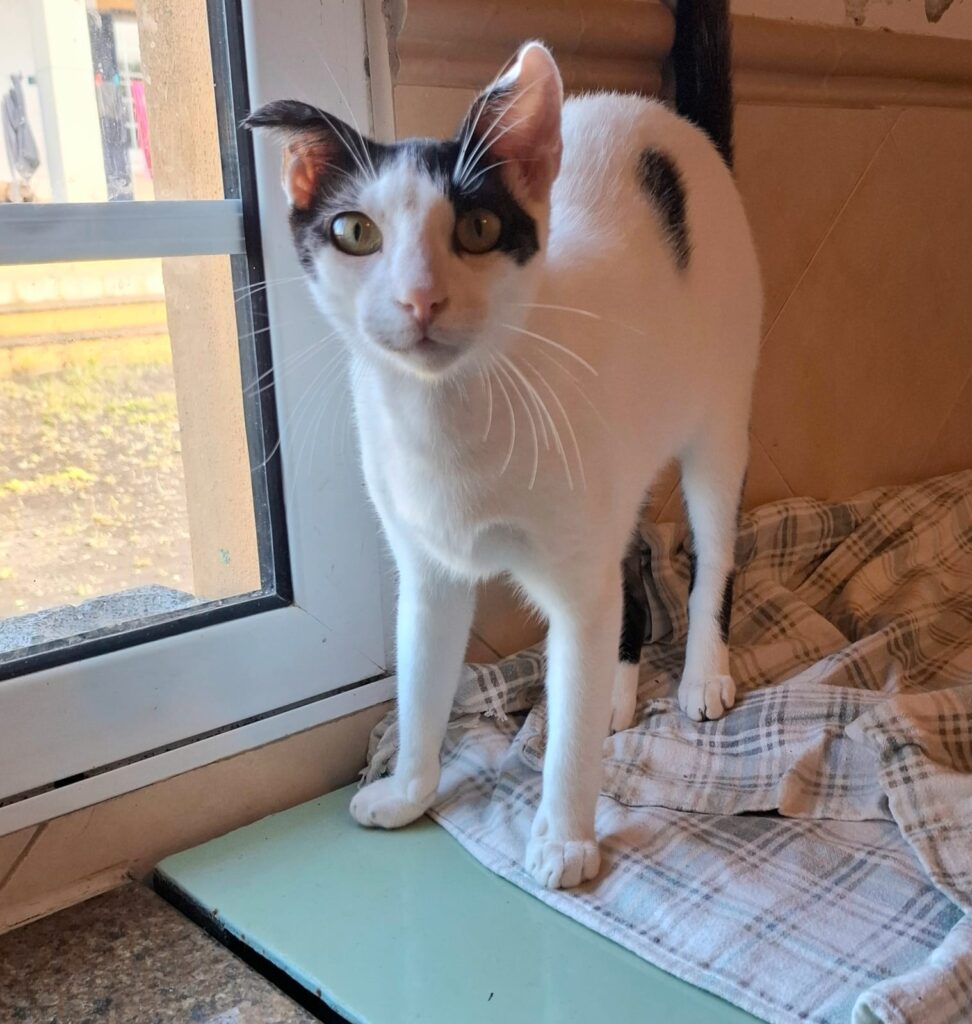 Katzen whatsapp image 2026 07 01 at 20.42.36