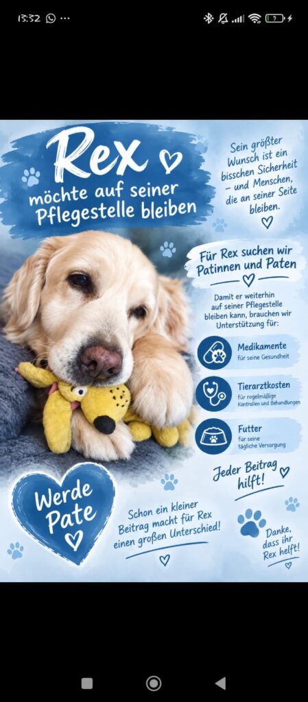 DAUERpflegehunde -paten gesucht whatsapp image 2026 09 22 at 13.34.09