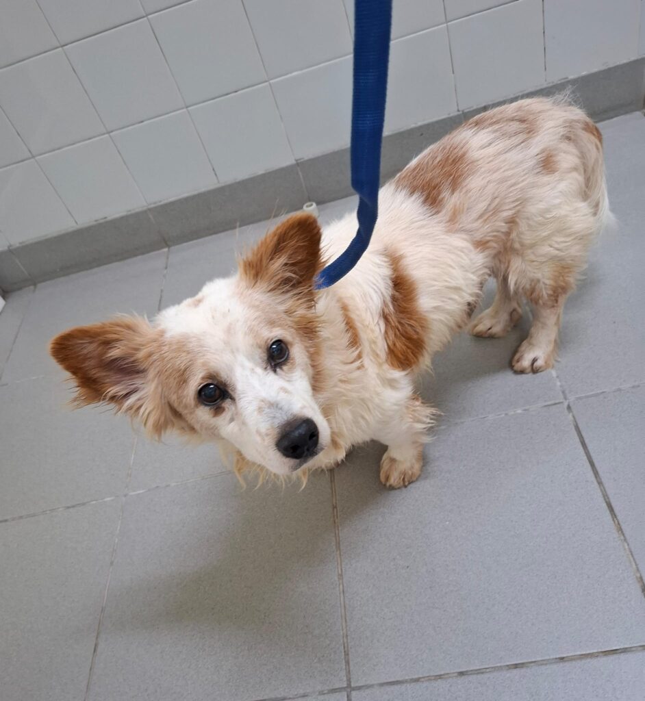 Hunde auf den Azoren whatsapp image 2026 10 08 at 13.58.16