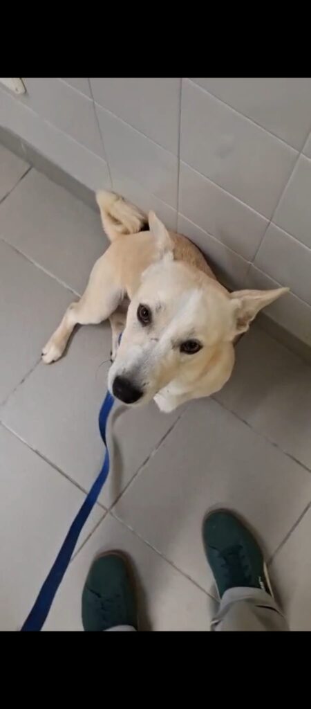 Hunde auf den Azoren whatsapp image 2026 10 10 at 14.21.50